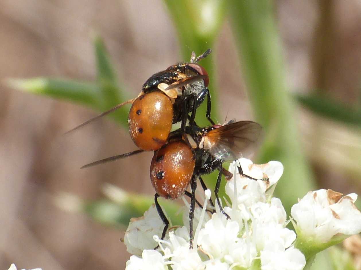 Gymnosoma in accoppiamento